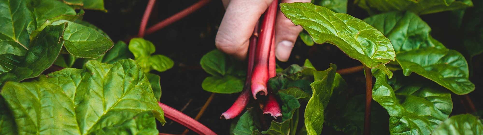 Main d'une personne tenant un plan de piment rouge