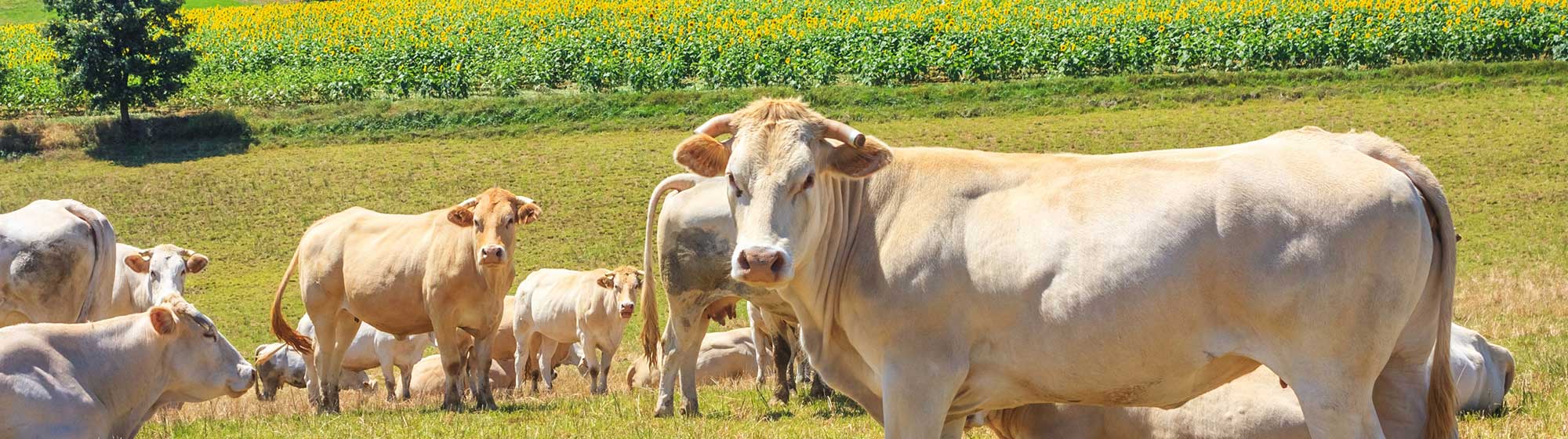 Un troupeau de vaches charolaises dans un champs avec une vache au premier plan