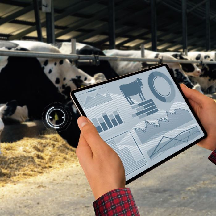 Personne tenant une tablette avec des graphiques et des données liés à l'élevage de vaches laitières dans une étable.
