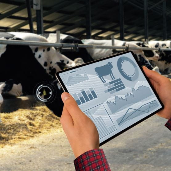 Personne tenant une tablette avec des graphiques et des données liés à l'élevage de vaches laitières dans une étable.