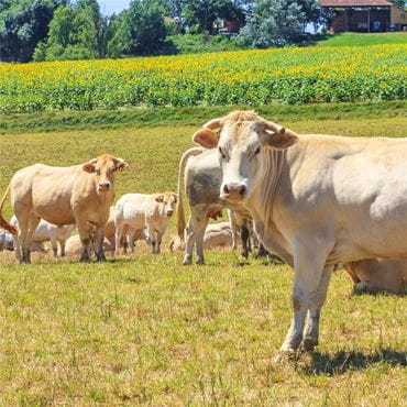Un champ verdoyant avec des vaches et un ciel bleu