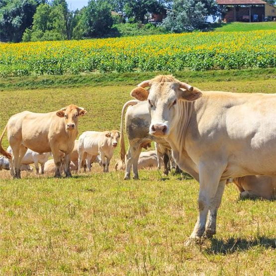 Un champ verdoyant avec des vaches et un ciel bleu