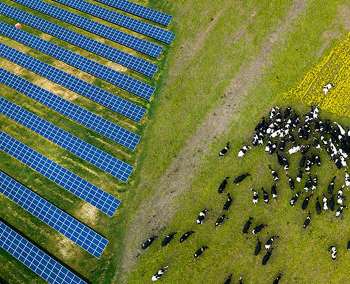 vue aérienne d'un champ avec des vaches et des panneaux solaires